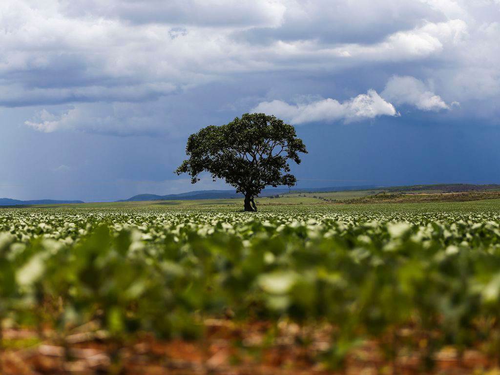 Produção agropecuária cresce no Brasil